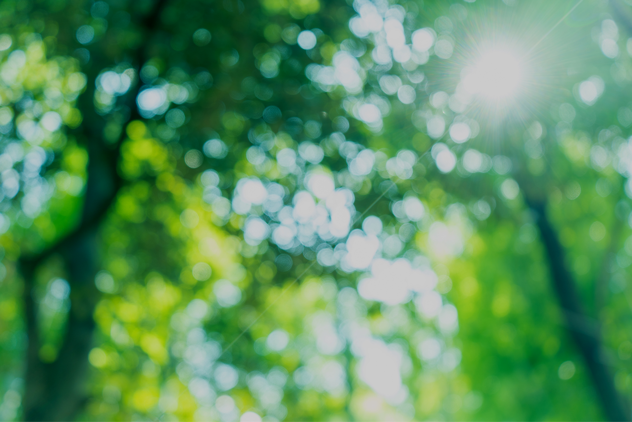 万博会場「静けさの森」の風景（2）